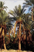 798076 Date Palms, Tunisia A4 Photo Print