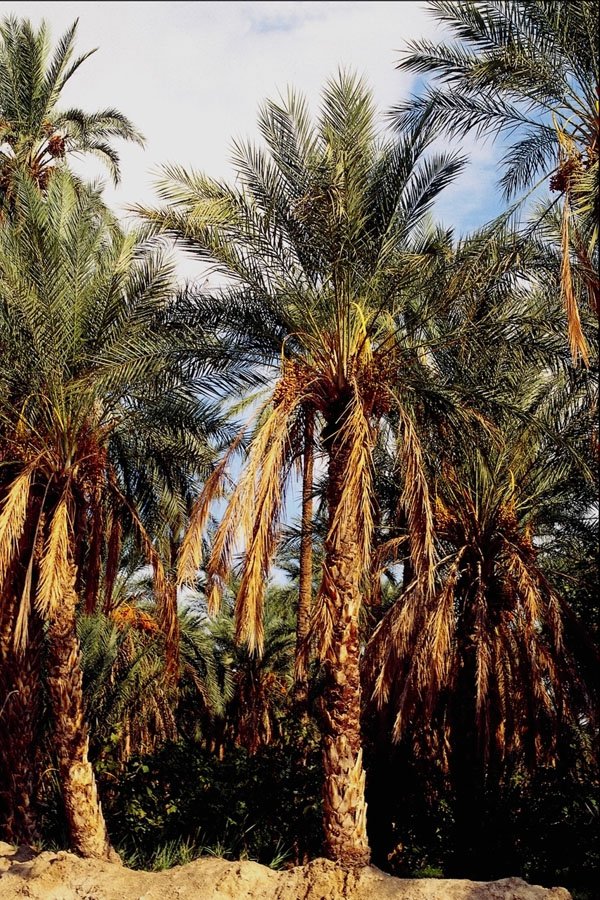 798076 Date Palms, Tunisia A4 Photo Print