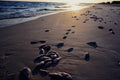 798092 Dead Fish On Seashore, Mexico Beach, Florida, U.S.A. A4 Photo Print