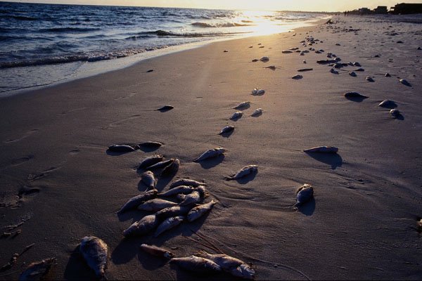 798092 Dead Fish On Seashore, Mexico Beach, Florida, U.S.A. A4 Photo Print