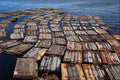801031 Lobsters In Natural environment Wood Crates, Before Shipping, Eastern Canada A4 Photo Print