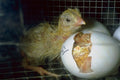 802000 Newly Hatched Chick A4 Photo Print