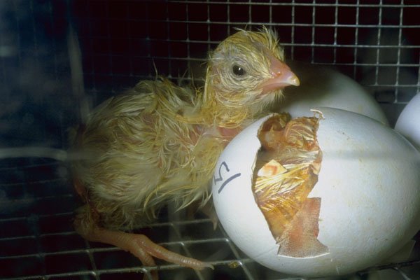 802000 Newly Hatched Chick A4 Photo Print