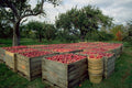 802003 Annapolis Valley Apple Harvest, Nova Scotia, Canada A4 Photo Print