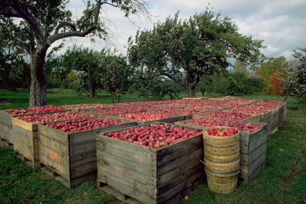 802003 Annapolis Valley Apple Harvest, Nova Scotia, Canada A4 Photo Print