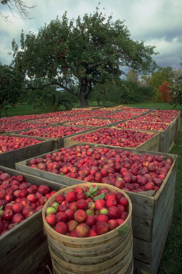 802004 Annapolis Valley Apple Harvest, Nova Scotia, Canada A4 Photo Print