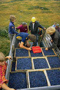 802005 Blueberry Harvest A4 Photo Print