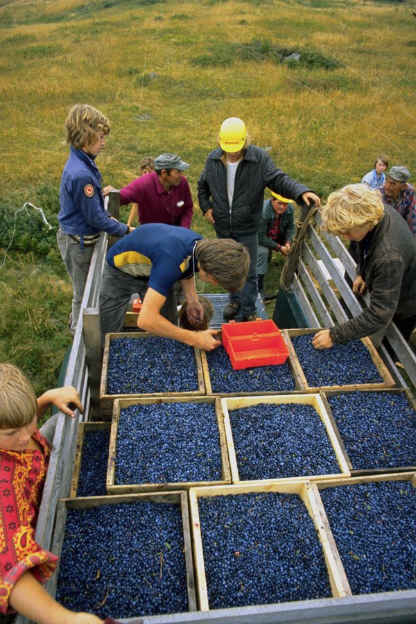 802005 Blueberry Harvest A4 Photo Print