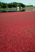 802006 Cranberries Floating In Water Awaiting Harvesting, Massachusetts, U.S.A. A4 Photo Print