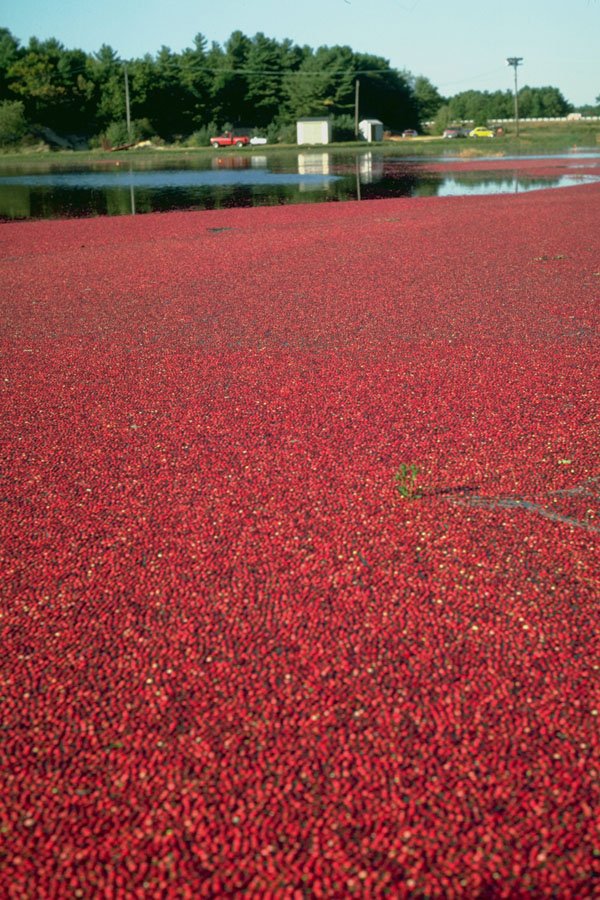 802006 Cranberries Floating In Water Awaiting Harvesting, Massachusetts, U.S.A. A4 Photo Print