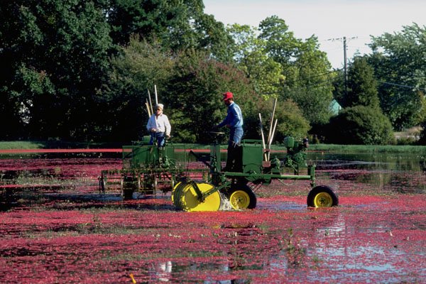 802007 Two Cranberry Harvesting Machines, Middleboro, Massachusetts, U.S.A. A4 Photo Print
