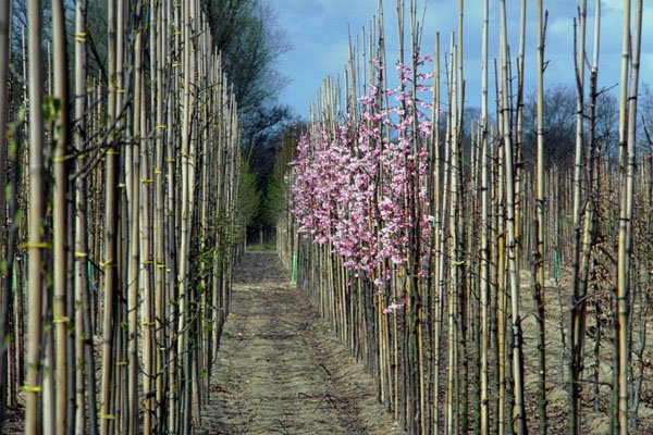 802008 Spring In Tree nursery Near Udenhout, Netherlands A4 Photo Print