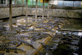 802012 Crocodiles Waiting For Food, Crocodile Farm, Bangkok, Thailand A4 Photo Print