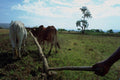 802018 Ploughing A Potato Field Near Bahir Dar, Ethiopia A4 Photo Print