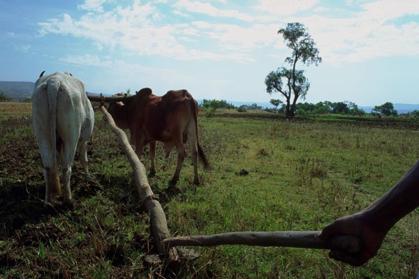 802018 Ploughing A Potato Field Near Bahir Dar, Ethiopia A4 Photo Print