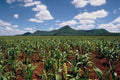 802020 Sorghum Growing, Near Masvingo, Zimbabwe A4 Photo Print