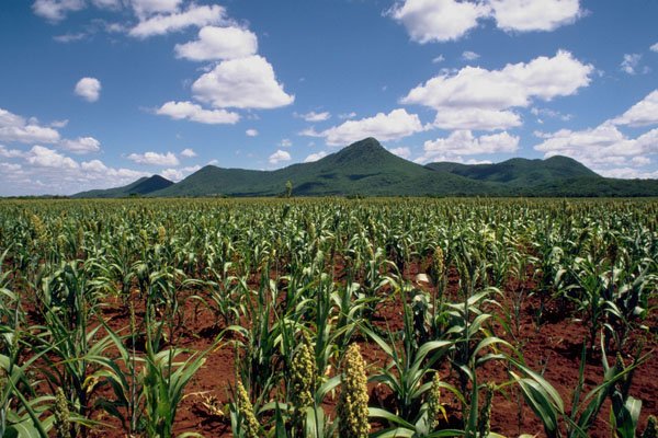 802020 Sorghum Growing, Near Masvingo, Zimbabwe A4 Photo Print