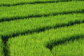 802023 Rice Field Geometry A4 Photo Print