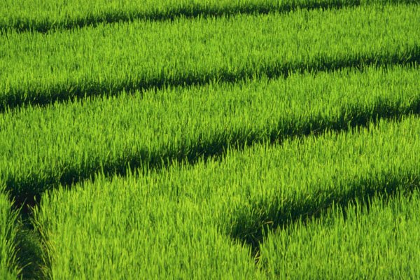 802023 Rice Field Geometry A4 Photo Print
