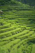 802024 Rice Fields Terraces A4 Photo Print
