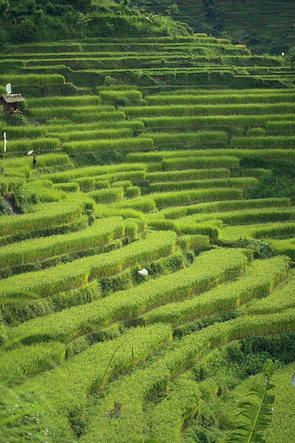 802024 Rice Fields Terraces A4 Photo Print
