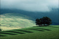 802026 Tree Landscape, Kirby Stephen, Cumbria, England, U.K. A4 Photo Print
