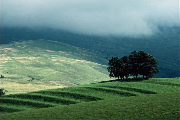 802026 Tree Landscape, Kirby Stephen, Cumbria, England, U.K. A4 Photo Print
