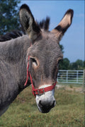 802027 Donkey Head A4 Photo Print