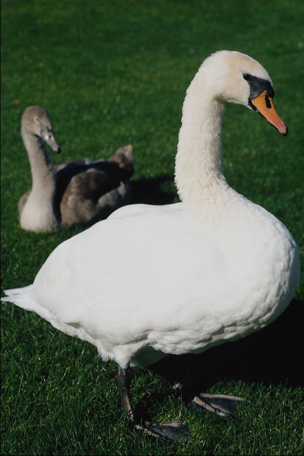 802028 Guardian Swan A4 Photo Print