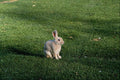 802029 Solitary Beige Rabbit On Grass A4 Photo Print