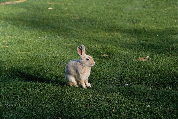 802029 Solitary Beige Rabbit On Grass A4 Photo Print