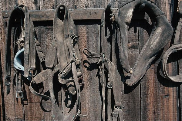 802030 Horse Tack On Barn Wall A4 Photo Print