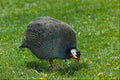 802032 Mature Guinea Hen A4 Photo Print
