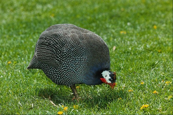 802032 Mature Guinea Hen A4 Photo Print
