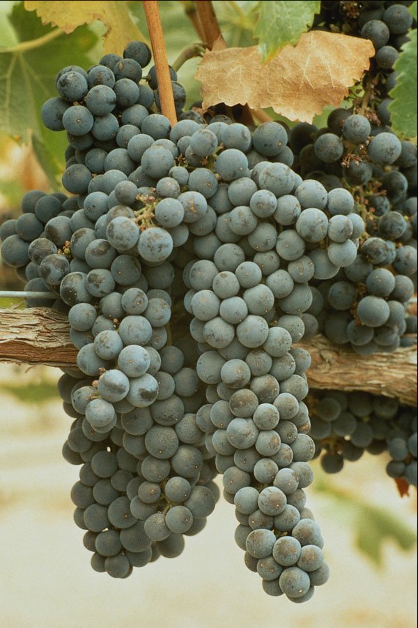802033 Grapes A4 Photo Print