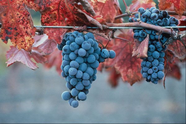 802034 Grapes A4 Photo Print