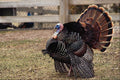 802035 Captive bred Wild Turkey At Northwood Exotic Ranch, Seagrave, Ontario, Canada A4 Photo Print
