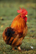 802036 Rooster A4 Photo Print