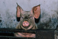802037 Pig A4 Photo Print