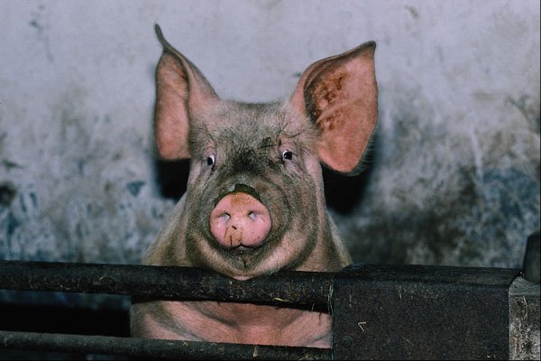 802037 Pig A4 Photo Print