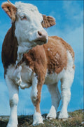 802038 Calf A4 Photo Print