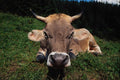 802039 Cow A4 Photo Print