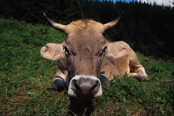 802039 Cow A4 Photo Print