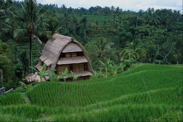 802040 Rice Barn And Terraces, Tegalalang, Bali, Indonesia A4 Photo Print
