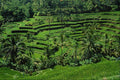 802041 Rice Terraces, Tegalalang, Bali, Indonesia A4 Photo Print