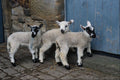 802042 Crossbreed Mule Lambs A4 Photo Print