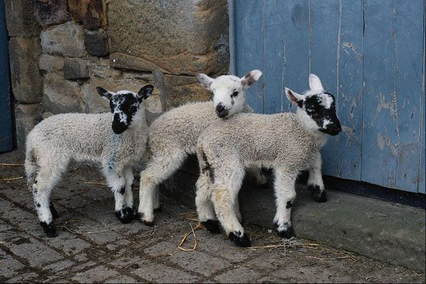 802042 Crossbreed Mule Lambs A4 Photo Print