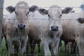 802045 Nosy Cows A4 Photo Print