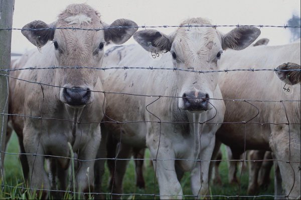 802045 Nosy Cows A4 Photo Print
