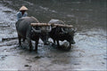 802046 Rice Farmer, Java, Indonesia A4 Photo Print